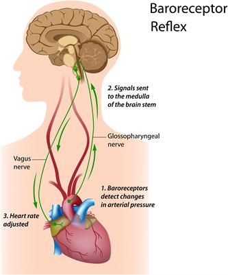 A Practical Guide to Resonance Frequency Assessment for Heart Rate Variability Biofeedback